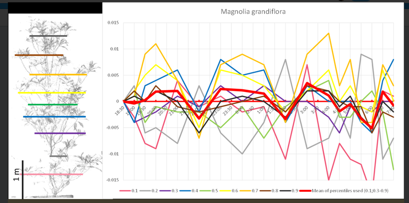 otkucaji 'srca' drveća na primjeru magnolije